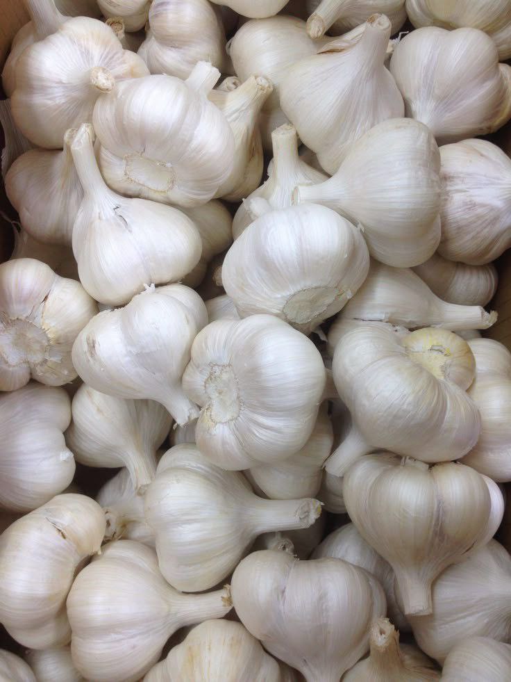 Garlic