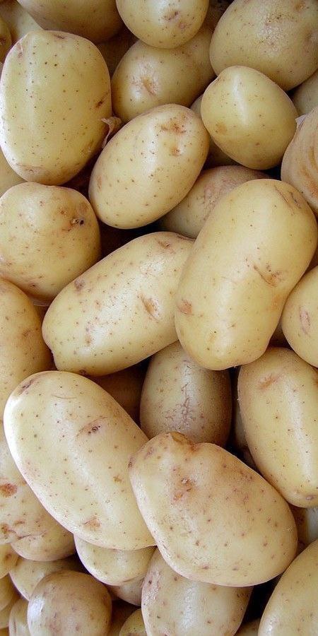 Potatis
